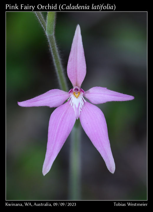 Pink Fairy Orchid (Caladenia latifolia)