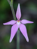 Pink Fairy Orchid (Caladenia latifolia)