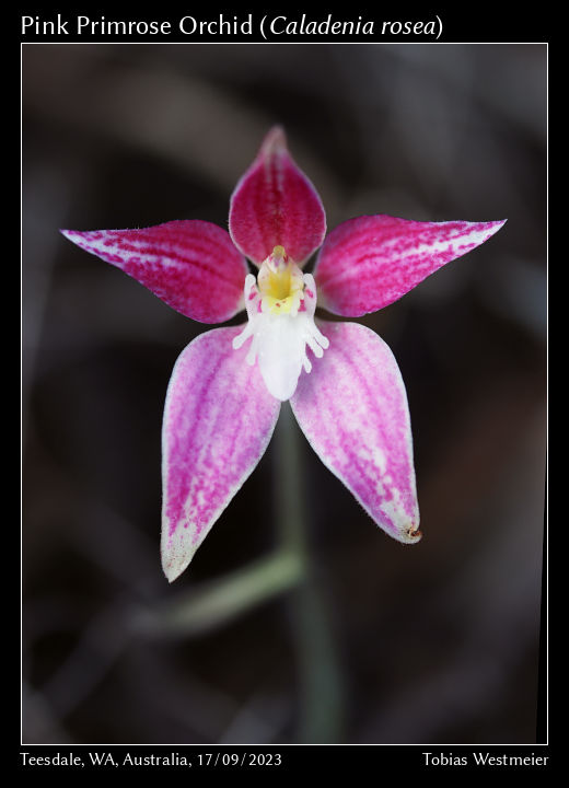 Pink Primrose Orchid (Caladenia rosea)