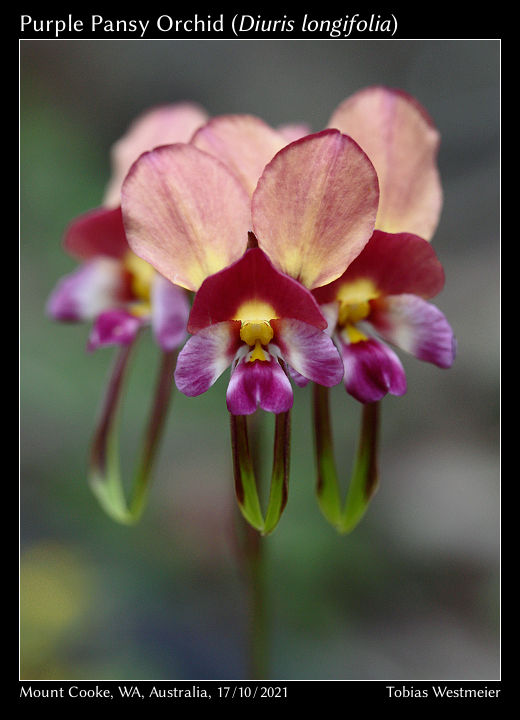 Purple Donkey Orchid (Diuris longifolia)
