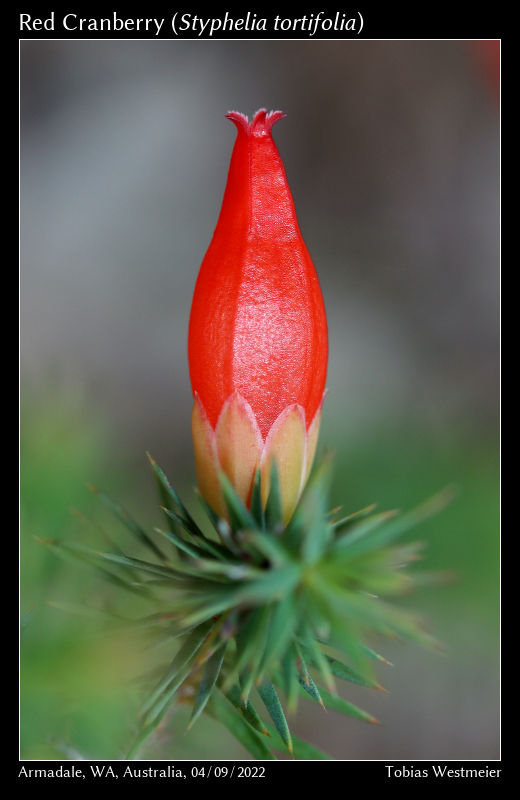 Red Cranberry (Styphelia tortifolia)