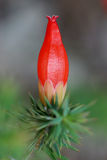 Red Cranberry (Styphelia tortifolia)
