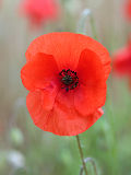 Red Poppy (Papaver rhoeas)