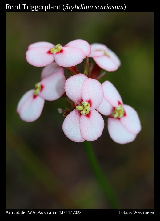 Reed Triggerplant (Stylidium scariosum)