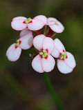 Reed Triggerplant (Stylidium scariosum)