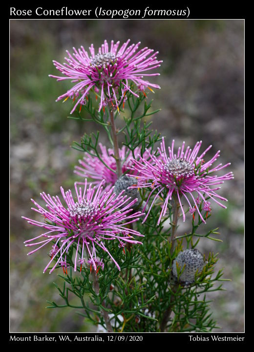 Rose Coneflower (Isopogon formosus)
