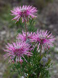 Rose Coneflower (Isopogon formosus)