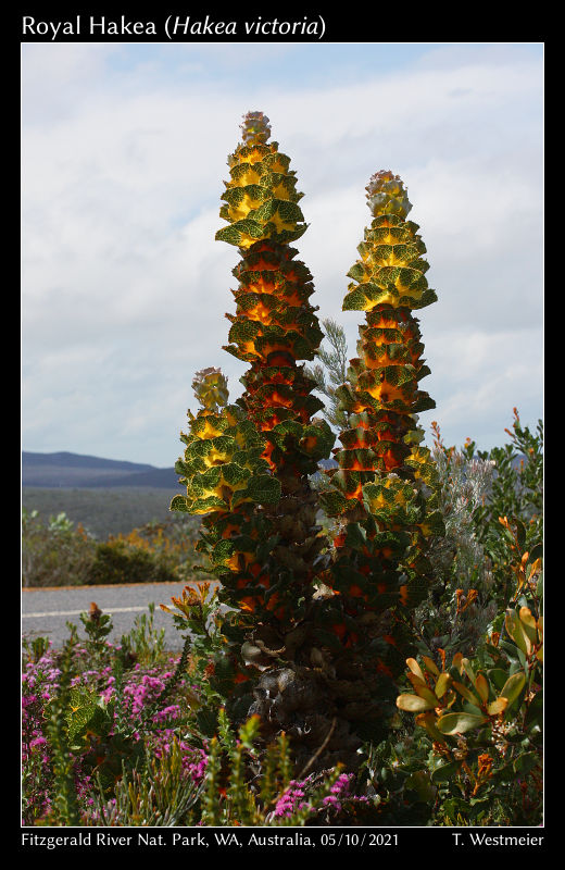 Royal Hakea (Hakea victoria)