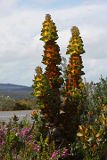 Royal Hakea (Hakea victoria)