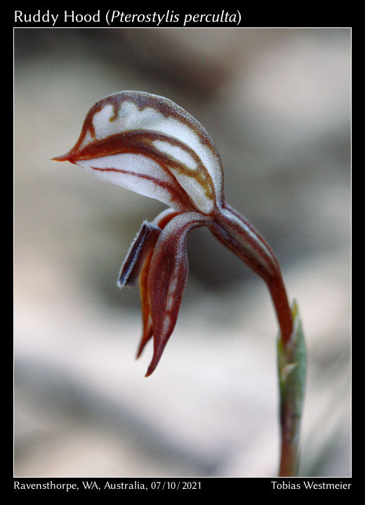 Ruddy Hood (Pterostylis perculta)