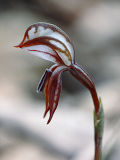 Ruddy Hood (Pterostylis perculta)