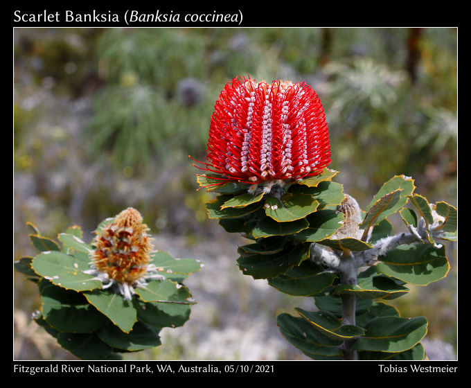 Scarlet Banksia (Banksia coccinea)