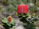Scarlet Banksia (Banksia coccinea)