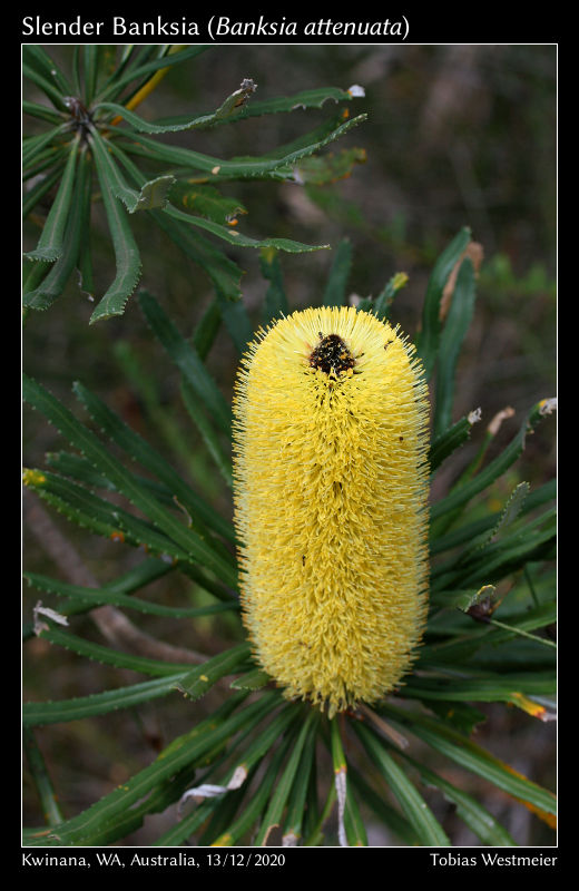 Slender Banksia (Banksia attenuata)