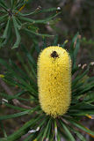 Slender Banksia (Banksia attenuata)