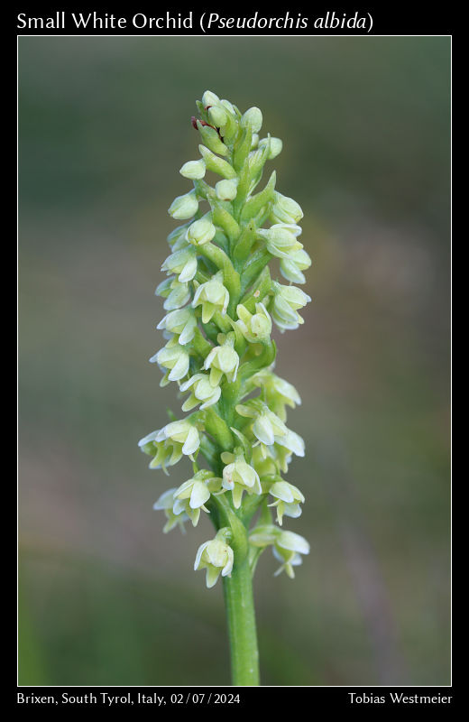 Small White Orchid (Pseudorchis albida)