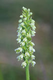 Small White Orchid (Pseudorchis albida)