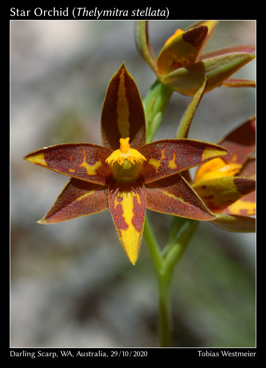 Star Orchid (Thelymitra stellata)