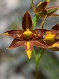 Star Orchid (Thelymitra stellata)
