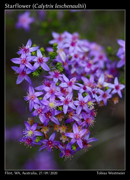 Starflower (Calytrix leschenaultii)