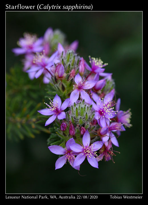Starflower (Calytrix sapphirina)