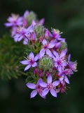 Starflower (Calytrix sapphirina)
