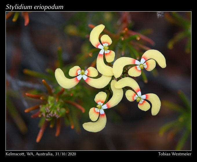 Triggerplant (Stylidium eriopodum)