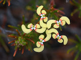 Triggerplant (Stylidium eriopodum)