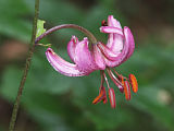 Turks Cap Lily (Lilium martagon)