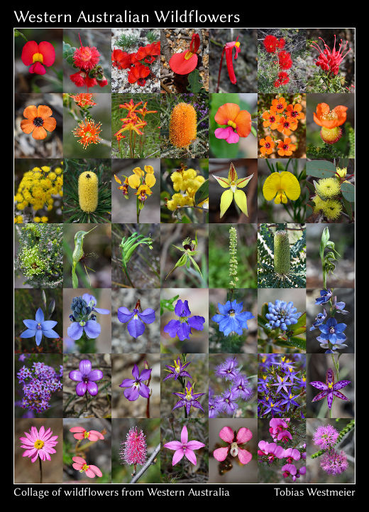 Western Australia’s Wildflowers