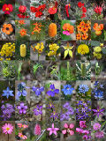 Western Australia’s Wildflowers