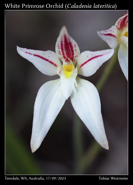 White Primrose Orchid (Caladenia lateritica)
