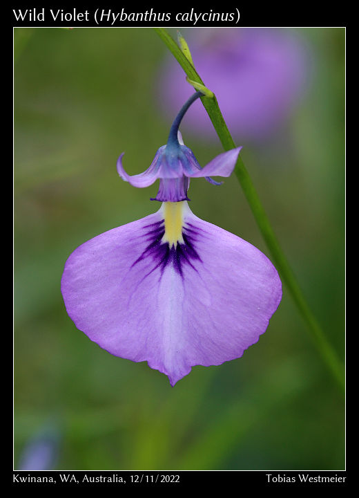 Wild Violet (Hybanthus calycinus