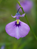 Wild Violet (Hybanthus calycinus