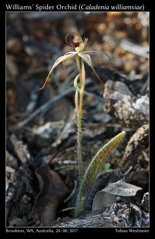 Williams’ Spider Orchid (Caladenia williamsiae)