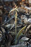 Williams’ Spider Orchid (Caladenia williamsiae)