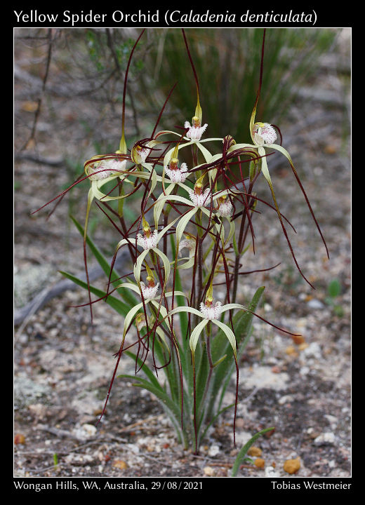 Yellow Spider Orchid (Caladenia denticulata)