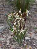 Yellow Spider Orchid (Caladenia denticulata)