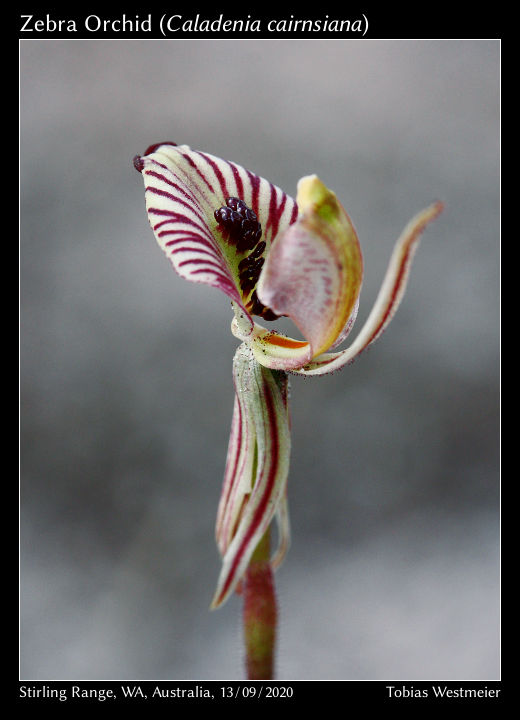 Zebra Orchid (Caladenia cairnsiana)