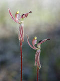 Zebra Orchid (Caladenia cairnsiana)