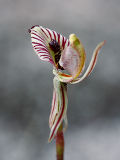 Zebra Orchid (Caladenia cairnsiana)