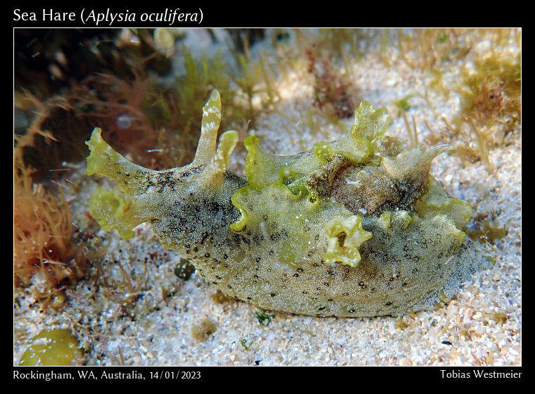 Sea Hare (Aplysia oculifera)