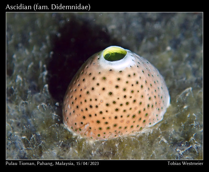 Ascidian (fam. Didemnidae)