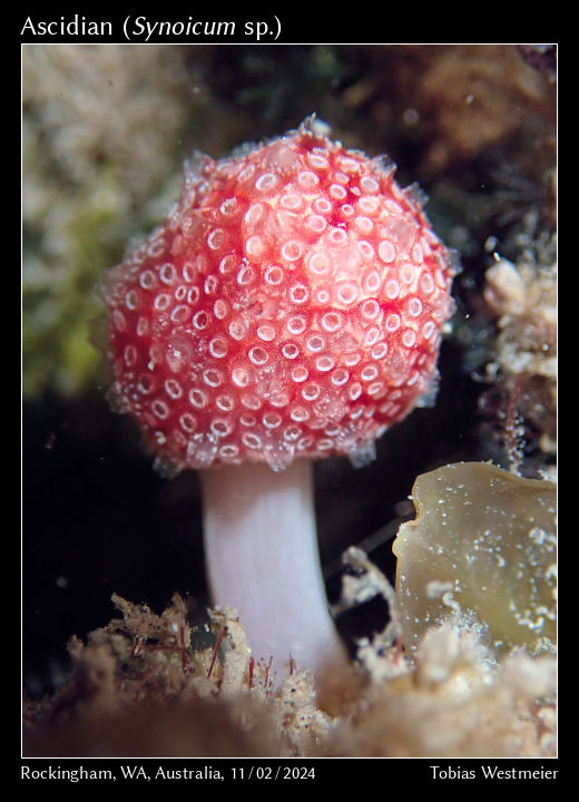 Ascidian (Synoicum sp.)