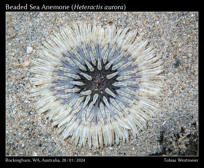 Beaded Sea Anemone (Heteractis aurora)