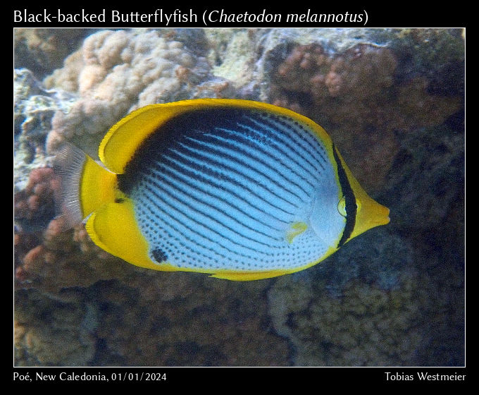 Black-backed Butterflyfish (Chaetodon melannotus)