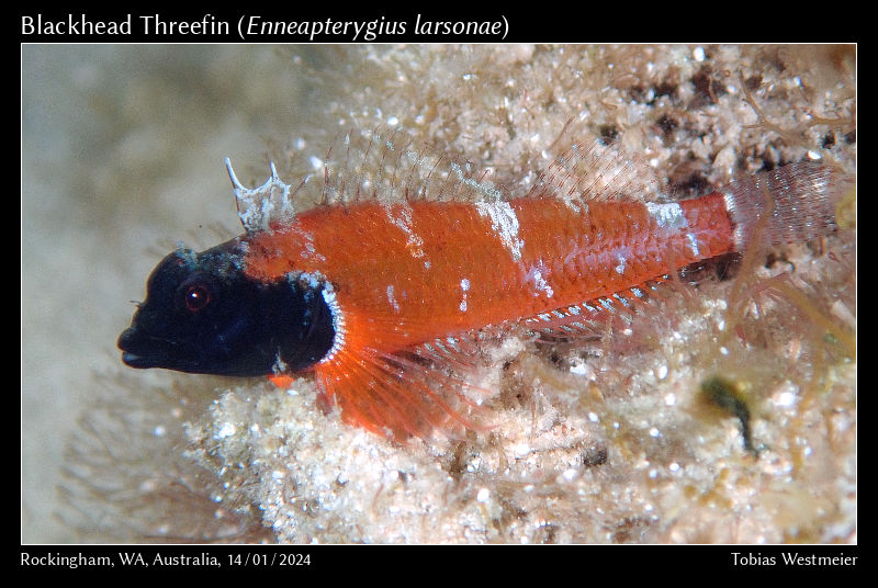 Blackhead Threefin (Enneapterygius larsonae)