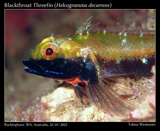 Blackthroat Threefin (Helcogramma decurrens)