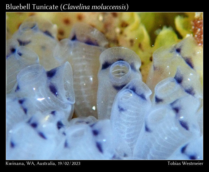 Bluebell Tunicate (Clavelina moluccensis)