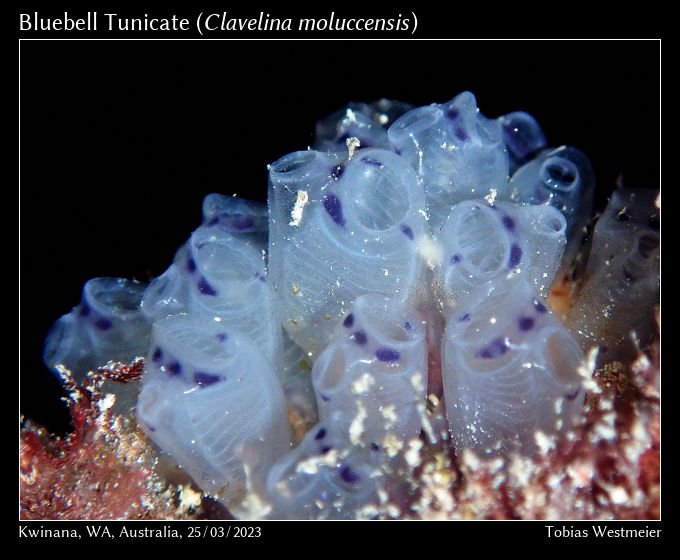 Bluebell Tunicate (Clavelina moluccensis)